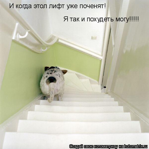 И когда этол лифт уже поченят! Я так и похудеть могу!!!!!... Котоматрица: И когда этол лифт уже поченят! Я так и похудеть могу!!!!!