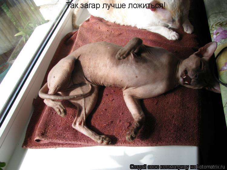 Так загар лучше ложиться!... Котоматрица: Так загар лучше ложиться!
