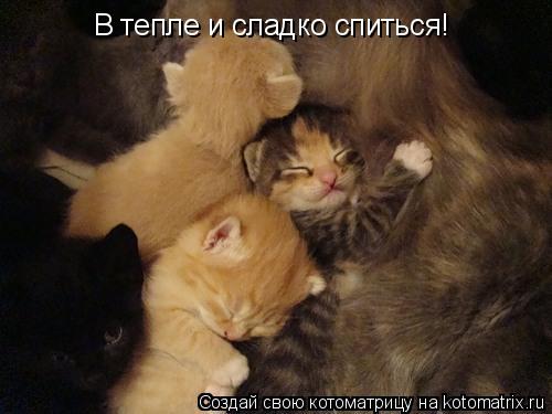 В тепле и сладко спиться!... Котоматрица: В тепле и сладко спиться!