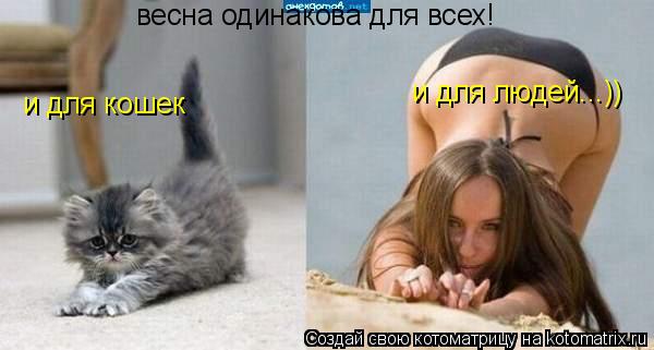 весна одинакова для всех! и для кошек и для людей...))... Котоматрица: весна одинакова для всех! и для кошек и для людей...))