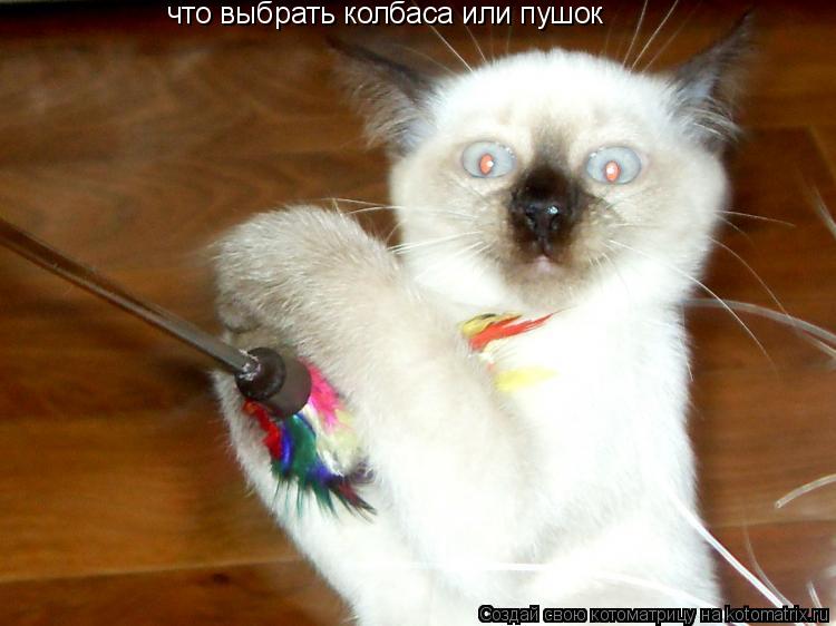 что выбрать колбаса или пушок... Котоматрица: что выбрать колбаса или пушок