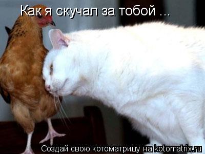 Как я скучал за тобой ...... Котоматрица: Как я скучал за тобой ...