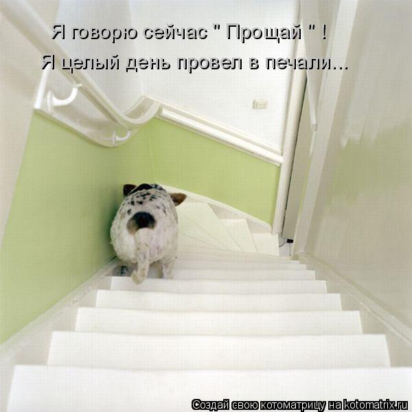 Я говорю сейчас " Прощай " ! Я целый день провел в печали...... Котоматрица: Я говорю сейчас " Прощай " ! Я целый день провел в печали...