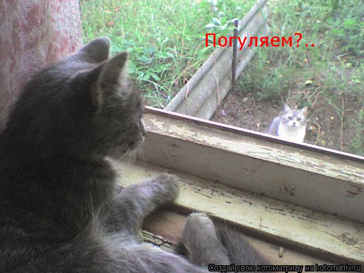 Погуляем?..... Котоматрица: Погуляем?..