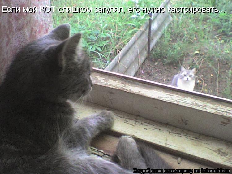 Если мой КОТ слишком загулял, его нужно кастрировать...... Котоматрица: Если мой КОТ слишком загулял, его нужно кастрировать...