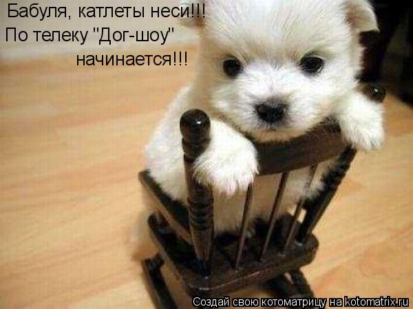 Бабуля, катлеты неси!!! По телеку "Дог-шоу" начинается!!!... Котоматрица: Бабуля, катлеты неси!!! По телеку "Дог-шоу" начинается!!!