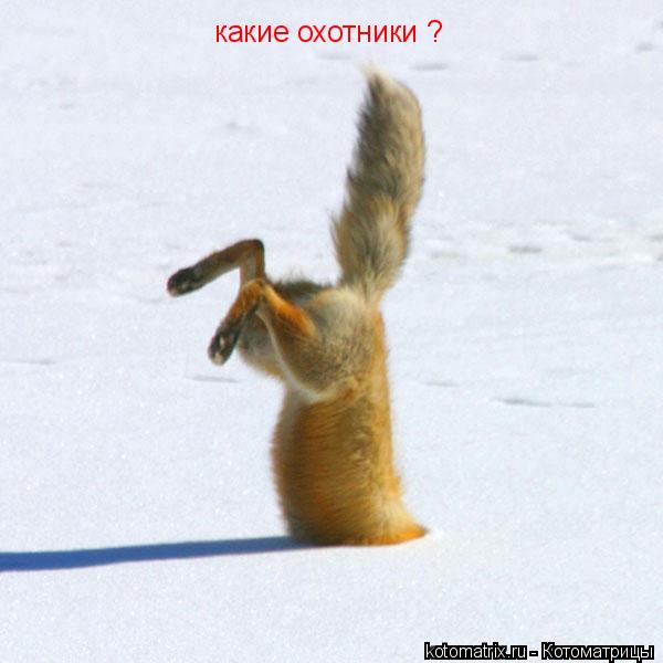 какие охотники ?... Котоматрица: какие охотники ?