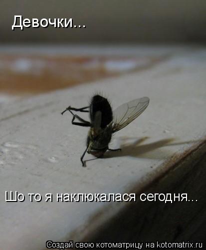Девочки... Шо то я наклюкалася сегодня...... Котоматрица: Девочки... Шо то я наклюкалася сегодня...