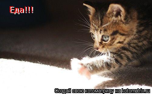 Еда!!! Еда!!!... Котоматрица: Еда!!! Еда!!!