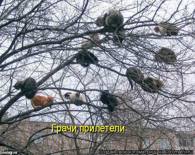 Грачи прилетели... Котоматрица: Грачи прилетели