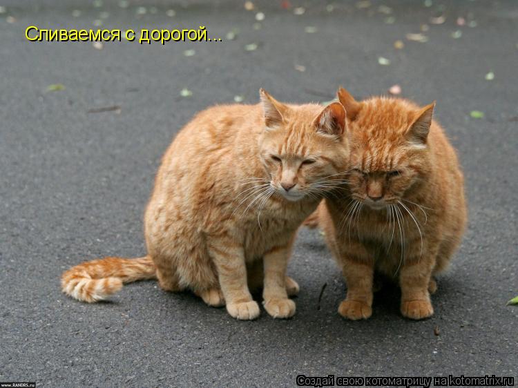 Сливаемся с дорогой...... Котоматрица: Сливаемся с дорогой...