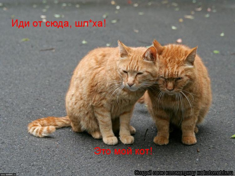 Иди от сюда, шл*ха! Это мой кот!... Котоматрица: Иди от сюда, шл*ха! Это мой кот!