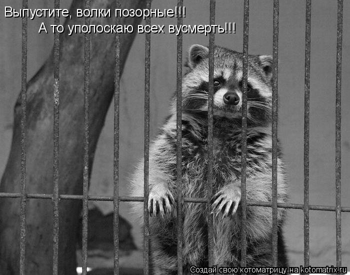 Выпустите, волки позорные!!! А то уполоскаю всех вусмерть!!!... Котоматрица: Выпустите, волки позорные!!! А то уполоскаю всех вусмерть!!!