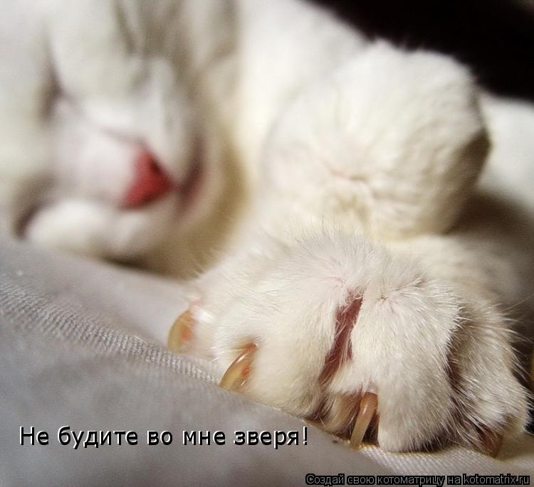 Не будите во мне зверя! Не будите во мне зверя!... Котоматрица: Не будите во мне зверя! Не будите во мне зверя!