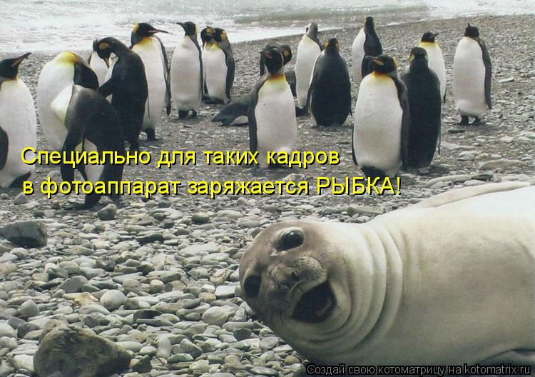 Котоматрица: Специально для таких кадров в фотоаппарат заряжается РЫБКА!