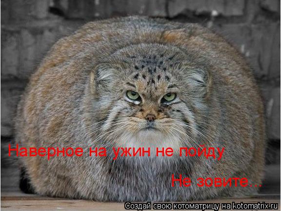 Наверное на ужин не пойду Не зовите...... Котоматрица: Наверное на ужин не пойду Не зовите...