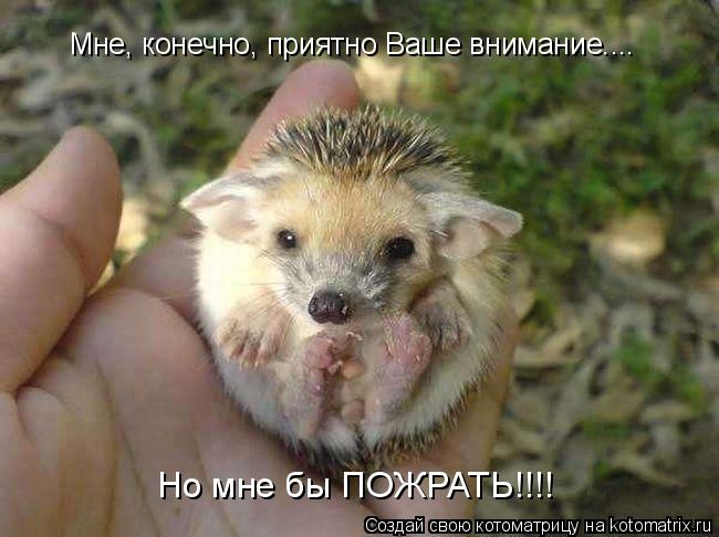 Мне, конечно, приятно Ваше внимание.... Но мне бы ПОЖРАТЬ!!!!... Котоматрица: Мне, конечно, приятно Ваше внимание.... Но мне бы ПОЖРАТЬ!!!!