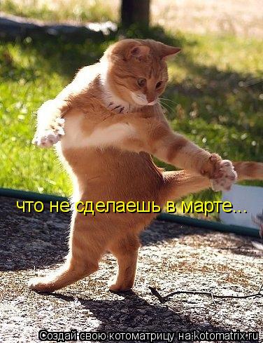 что не сделаешь в марте...... Котоматрица: что не сделаешь в марте...