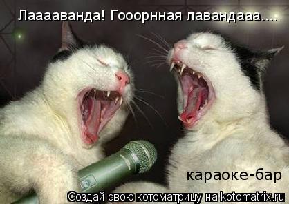 Лааааванда! Гооорнная лавандааа.... караоке-бар... Котоматрица: Лааааванда! Гооорнная лавандааа.... караоке-бар