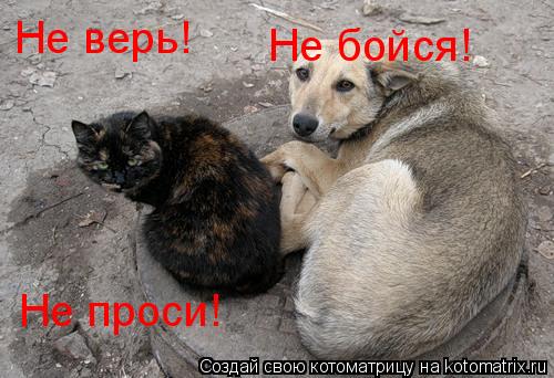 Не верь! Не бойся! Не проси!... Котоматрица: Не верь! Не бойся! Не проси!
