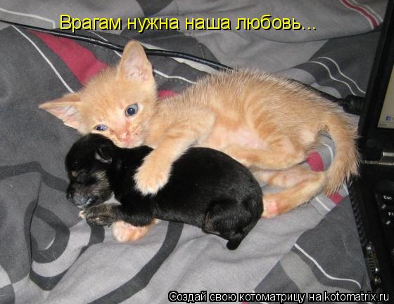 Врагам нужна наша любовь...... Котоматрица: Врагам нужна наша любовь...