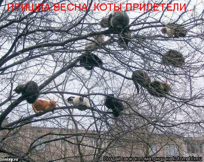 ПРИШЛА ВЕСНА! КОТЫ ПРИЛЕТЕЛИ...... Котоматрица: ПРИШЛА ВЕСНА! КОТЫ ПРИЛЕТЕЛИ...