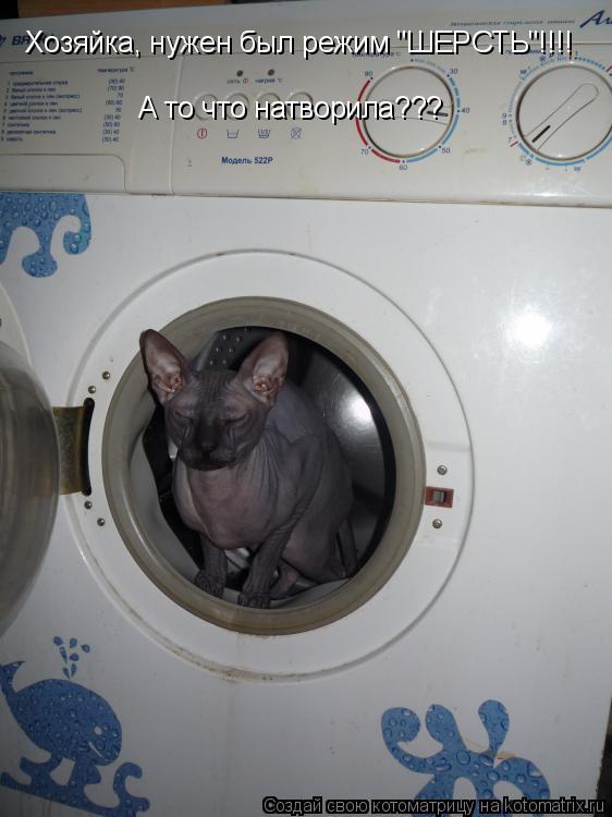 Хозяйка, нужен был режим "ШЕРСТЬ"!!!! А то что натворила???... Котоматрица: Хозяйка, нужен был режим "ШЕРСТЬ"!!!! А то что натворила???