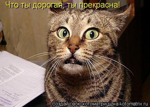 Что ты дорогая, ты прекрасна!... Котоматрица: Что ты дорогая, ты прекрасна!