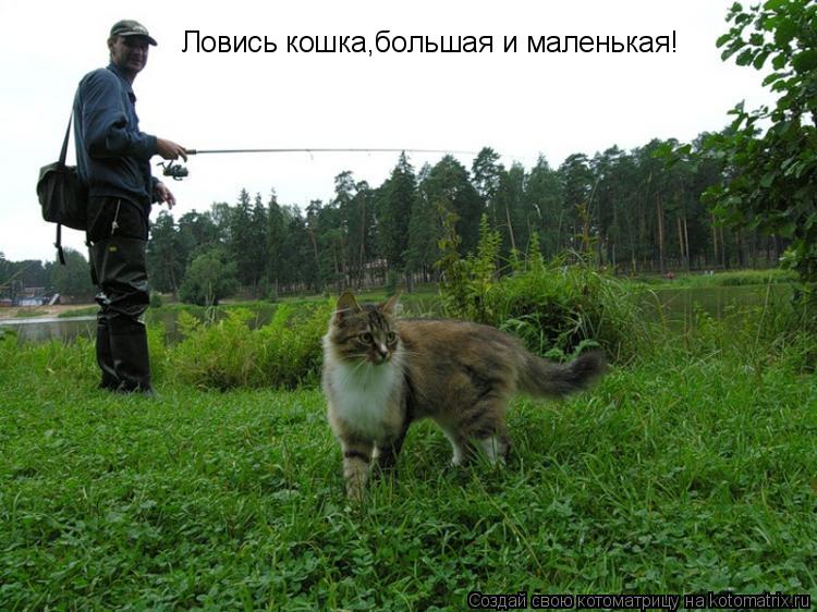 Ловись кошка,большая и маленькая!... Котоматрица: Ловись кошка,большая и маленькая!