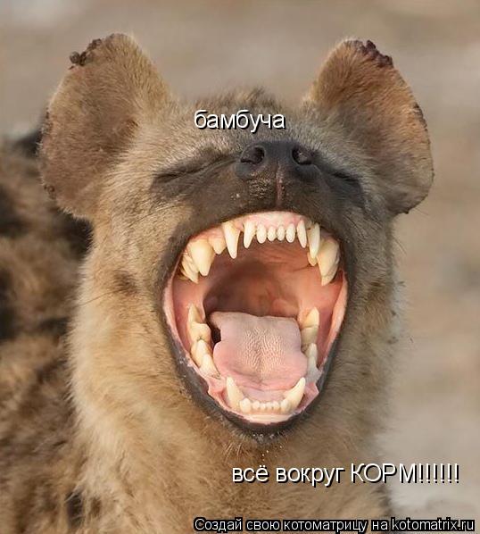 бамбуча всё вокруг КОРМ!!!!!!... Котоматрица: бамбуча всё вокруг КОРМ!!!!!!