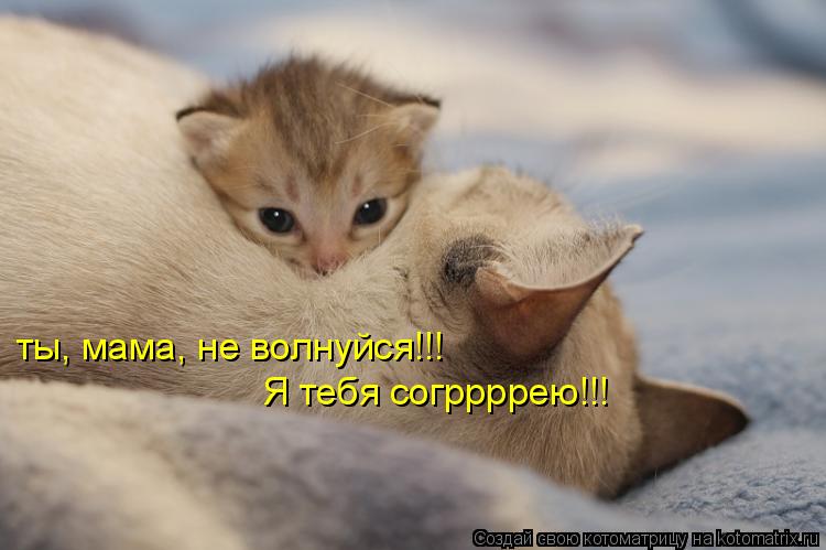 ты, мама, не волнуйся!!! Я тебя согррррею!!!... Котоматрица: ты, мама, не волнуйся!!! Я тебя согррррею!!!