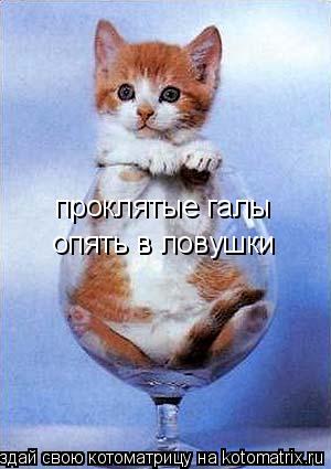 проклятые галы опять в ловушки... Котоматрица: проклятые галы опять в ловушки