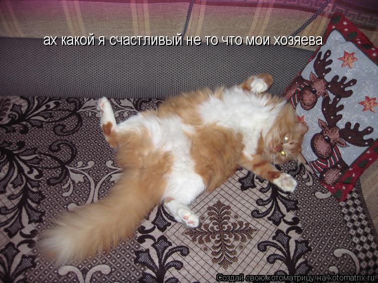 ах какой я счастливый не то что мои хозяева... Котоматрица: ах какой я счастливый не то что мои хозяева