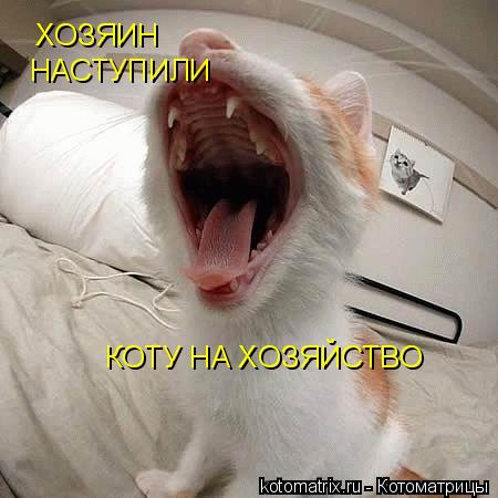 XOЗЯИН HAСТУПИЛИ КОТУ НА XOЗЯЙСТBO... Котоматрица: XOЗЯИН HAСТУПИЛИ КОТУ НА XOЗЯЙСТBO