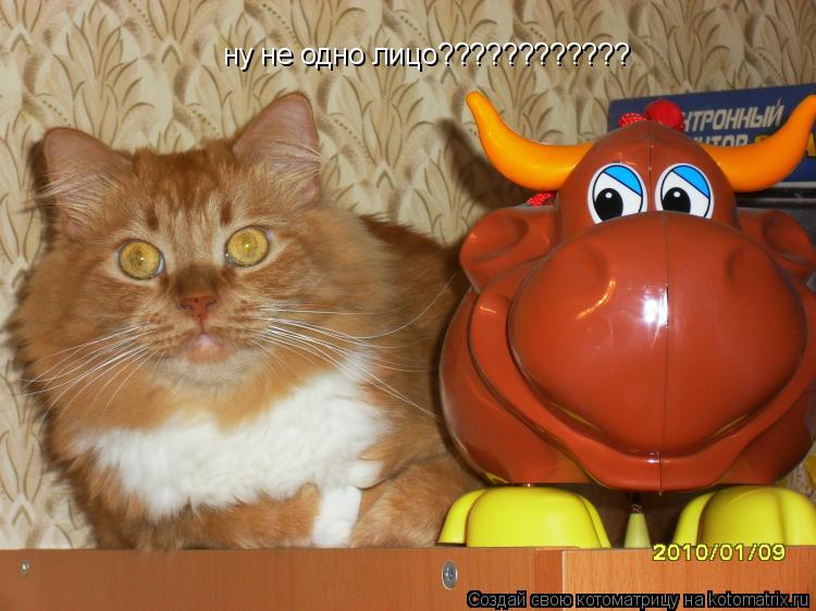 ну не одно лицо????????????... Котоматрица: ну не одно лицо????????????
