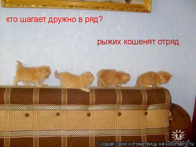 кто шагает дружно в ряд? рыжих кошенят отряд... Котоматрица: кто шагает дружно в ряд? рыжих кошенят отряд