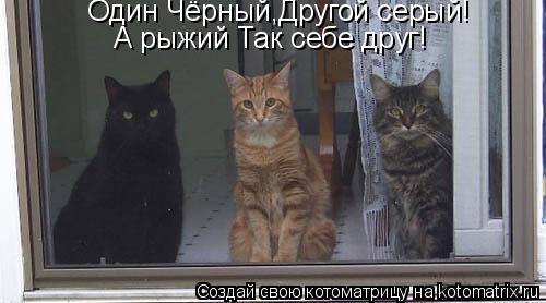 Один Чёрный,Другой серый! А рыжий Так себе друг!... Котоматрица: Один Чёрный,Другой серый! А рыжий Так себе друг!