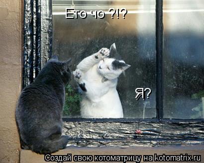 Ето чо ?!? Я Я?... Котоматрица: Ето чо ?!? Я Я?
