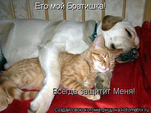 Котоматрица: Ето мой Братишка!  Всегда защитит Меня!