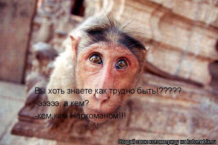 Котоматрица: Вы хоть знаете как трудно быть!????? -эээээ, а кем? -кем,кем Наркоманом!!!