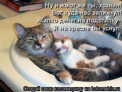 Ну и жмот же ты, хозяин! Вот куда нас запихнул! Жалко денег на подстилку- Я на кресле бы уснул!... Котоматрица: Ну и жмот же ты, хозяин! Вот куда нас запихнул! Жалко денег на подстилку- Я на кресле бы уснул!