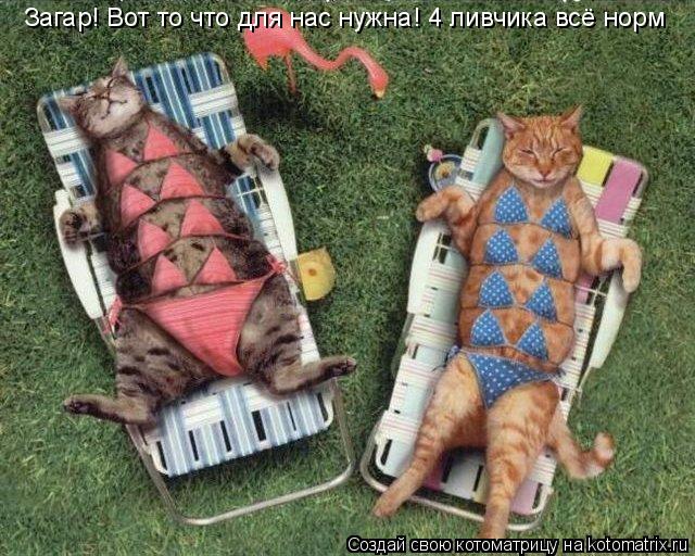 Загар! Вот то что для нас нужна! 4 ливчика всё норм... Котоматрица: Загар! Вот то что для нас нужна! 4 ливчика всё норм
