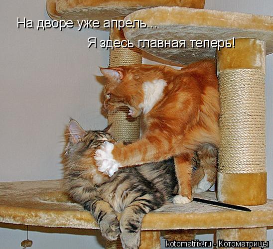 Я здесь главная теперь! На дворе уже апрель...... Котоматрица: Я здесь главная теперь! На дворе уже апрель...