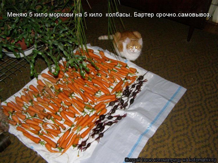 Котоматрица: Меняю 5 кило моркови на 5 кило  колбасы. Бартер срочно.самовывоз.