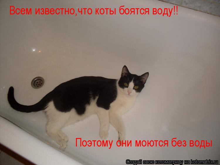 Котоматрица: Всем известно,что коты боятся воду!! Поэтому они моются без воды