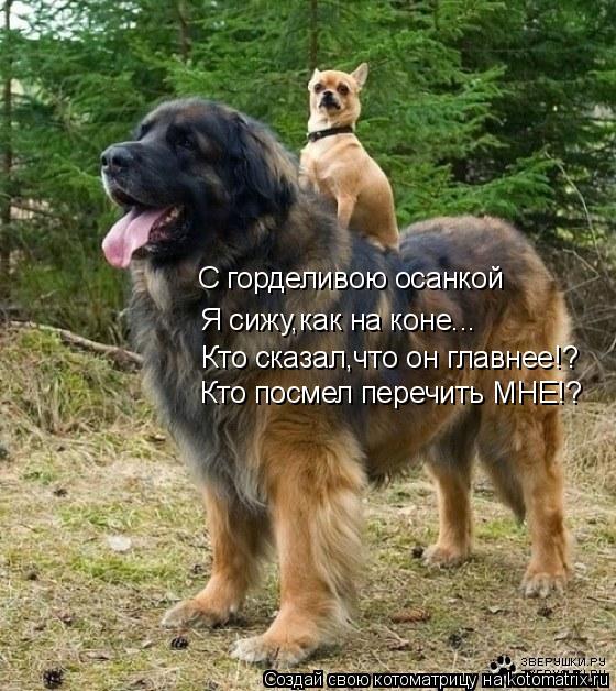 Кто сказал,что он главнее!? Кто посмел перечить МНЕ!? Я сижу,как на коне... С горделивою осанкой... Котоматрица: Кто сказал,что он главнее!? Кто посмел перечить МНЕ!? Я сижу,как на коне... С горделивою осанкой