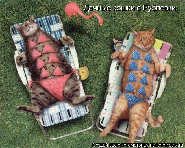 Котоматрица: Дачные кошки с Рублевки.