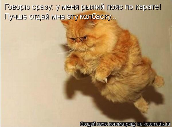 Говорю сразу: у меня рыжий пояс по карате! Лучше отдай мне эту колбаску...... Котоматрица: Говорю сразу: у меня рыжий пояс по карате! Лучше отдай мне эту колбаску...