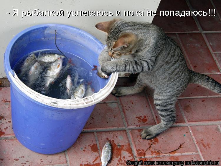 Котоматрица: - Я рыбалкой увлекаюсь и пока не попадаюсь!!!