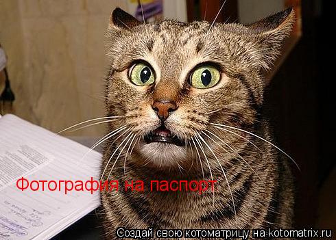 Котоматрица: Фотография на паспорт.